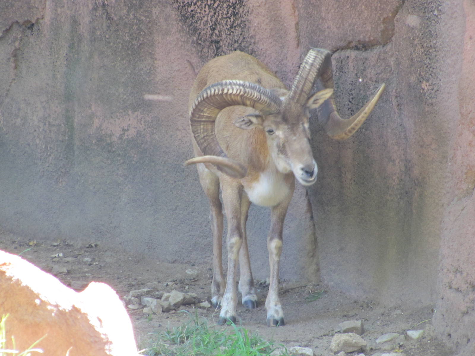 Saint Louis Zoo 2010 - Transcaspian Urial buck in Red Rocks