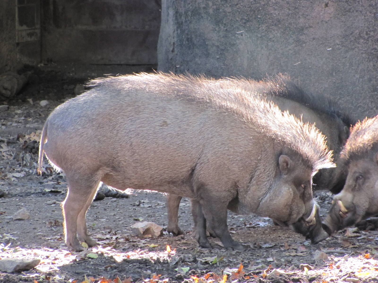Saint Louis Zoo 2010 - Visayan Warty Pig