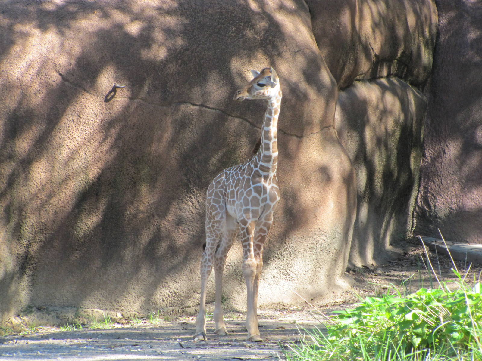 Saint Louis Zoo 2010 - Young Giraffe calf in Red Rocks
