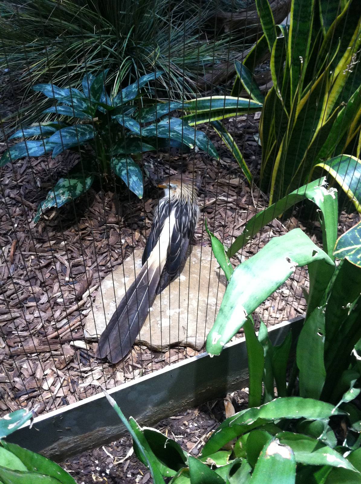 Saint Louis Zoo: Bird House