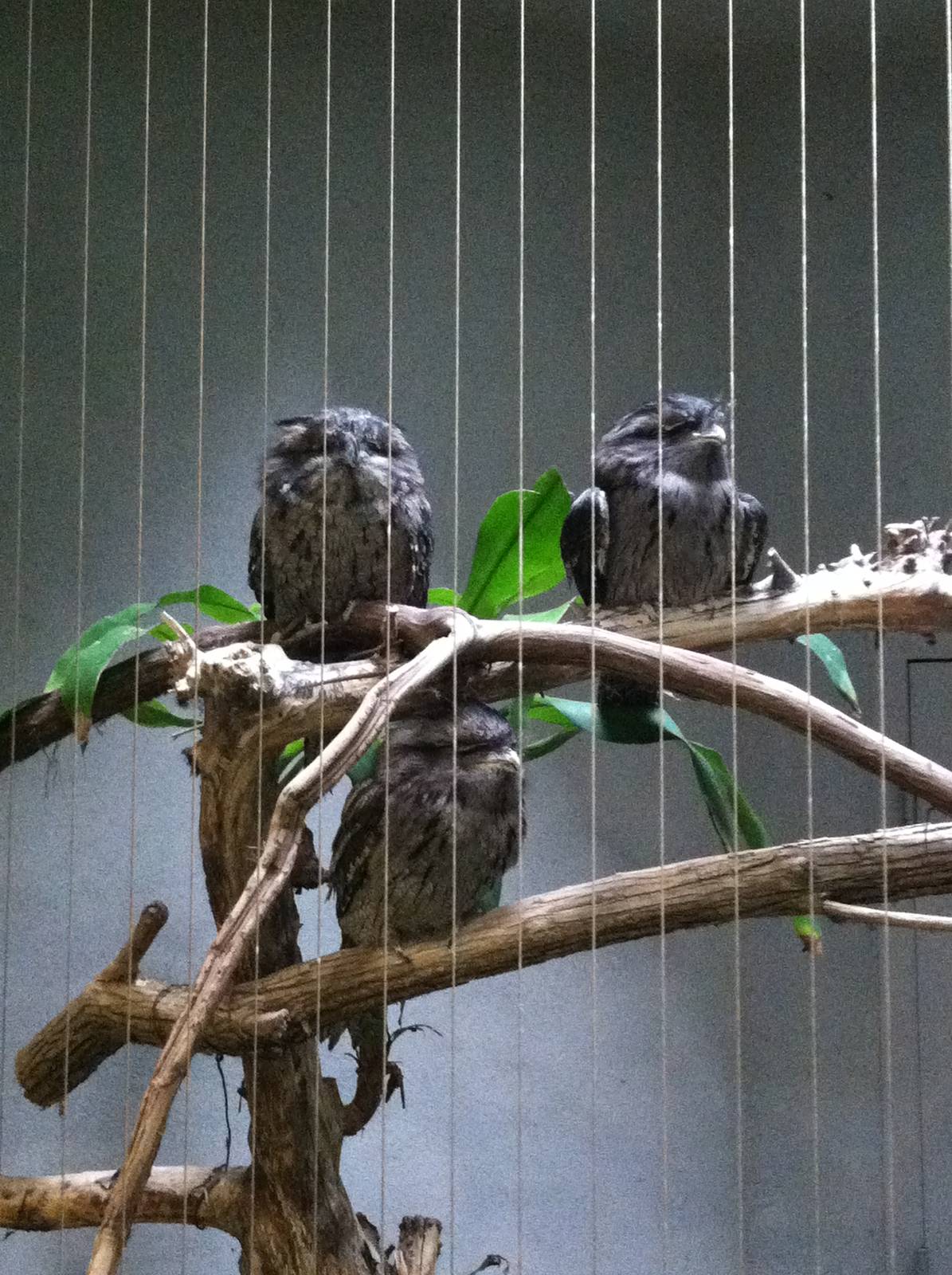 Saint Louis Zoo: Bird House