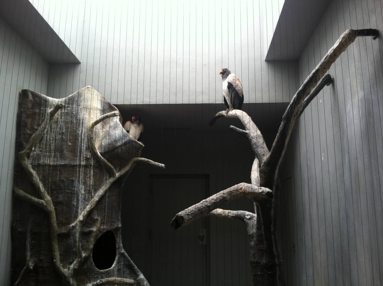Saint Louis Zoo: Bird House