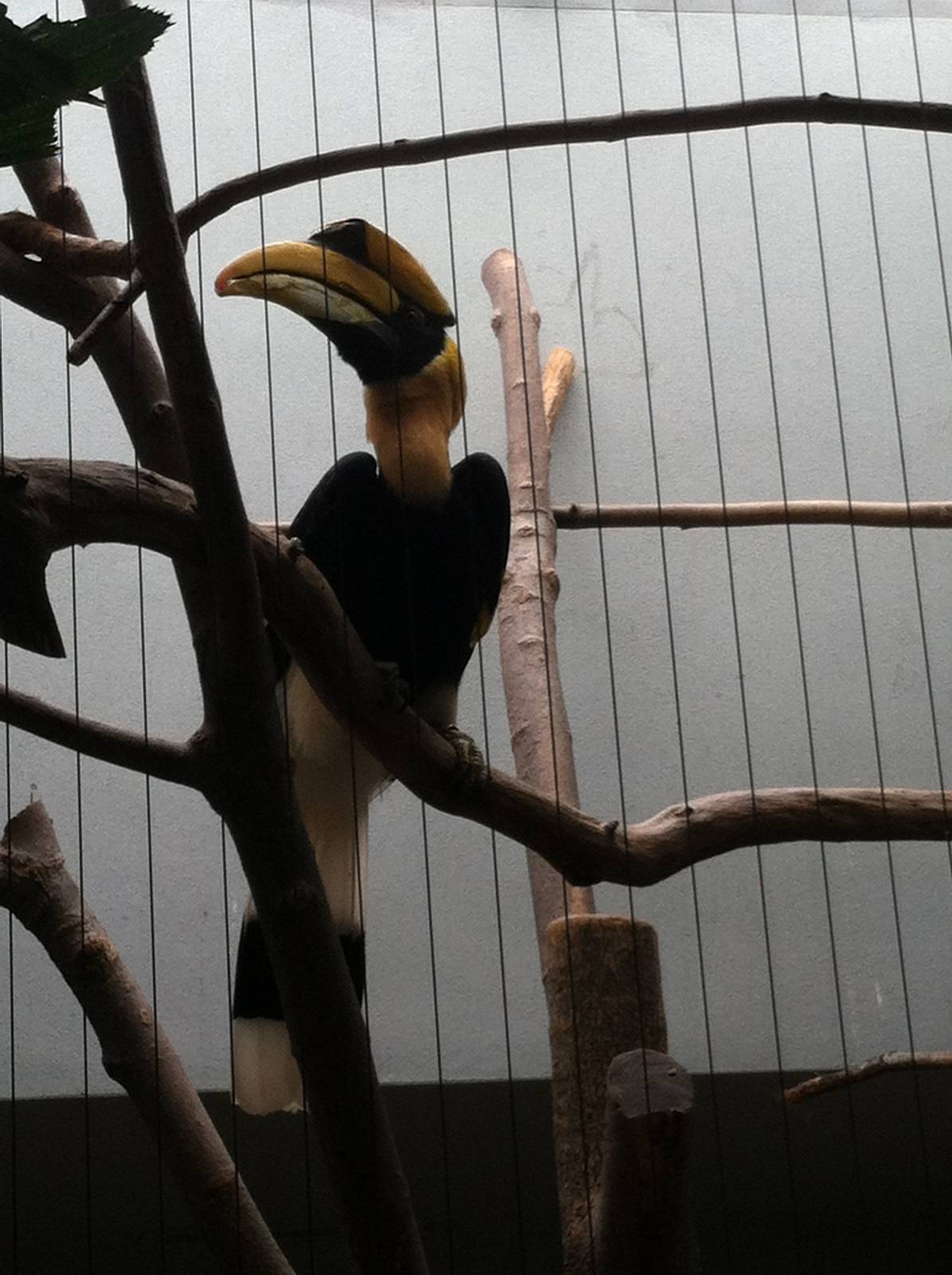 Saint Louis Zoo: Bird House