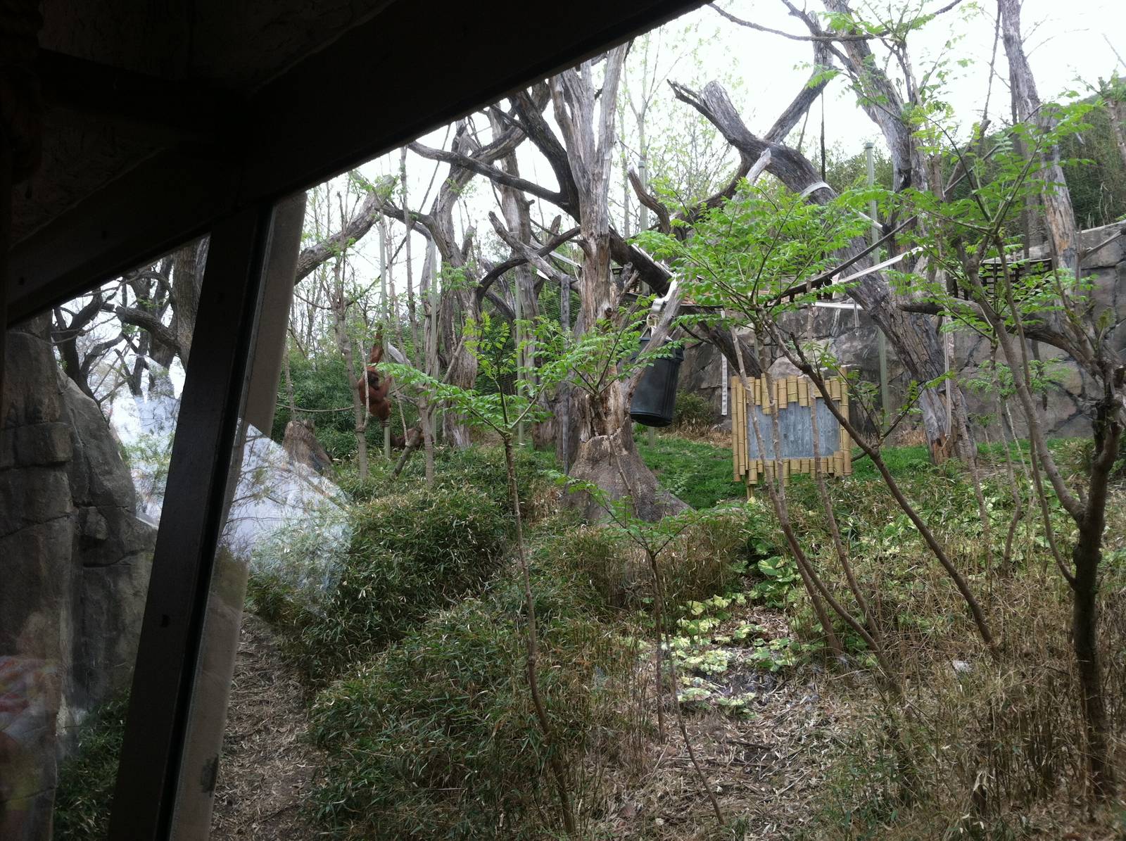 Saint Louis Zoo: Fragile Forest