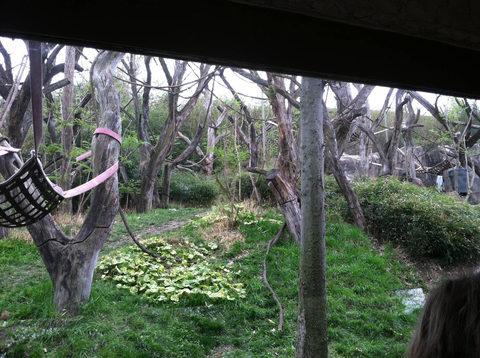 Saint Louis Zoo: Fragile Forest