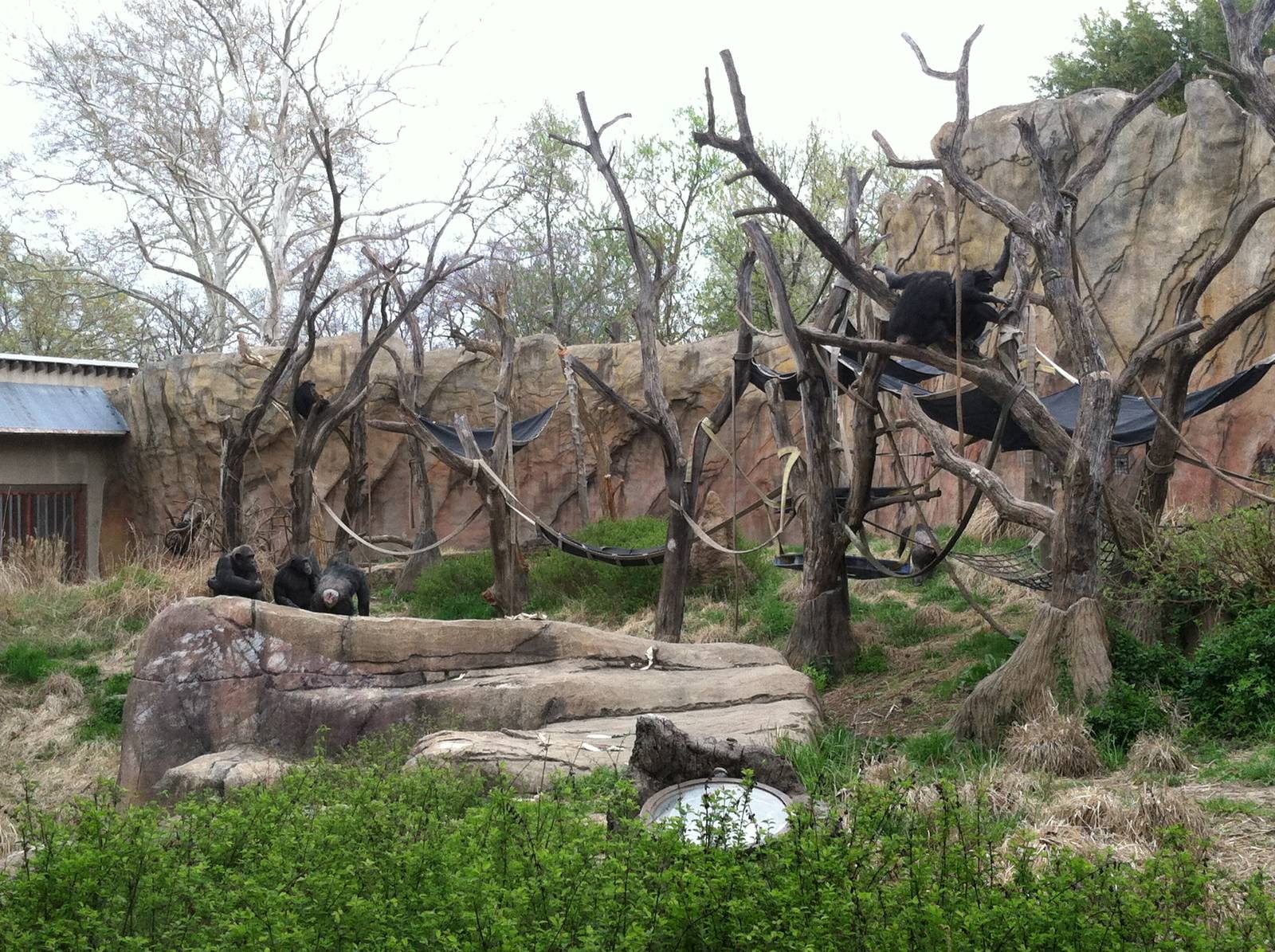 Saint Louis Zoo: Fragile Forest