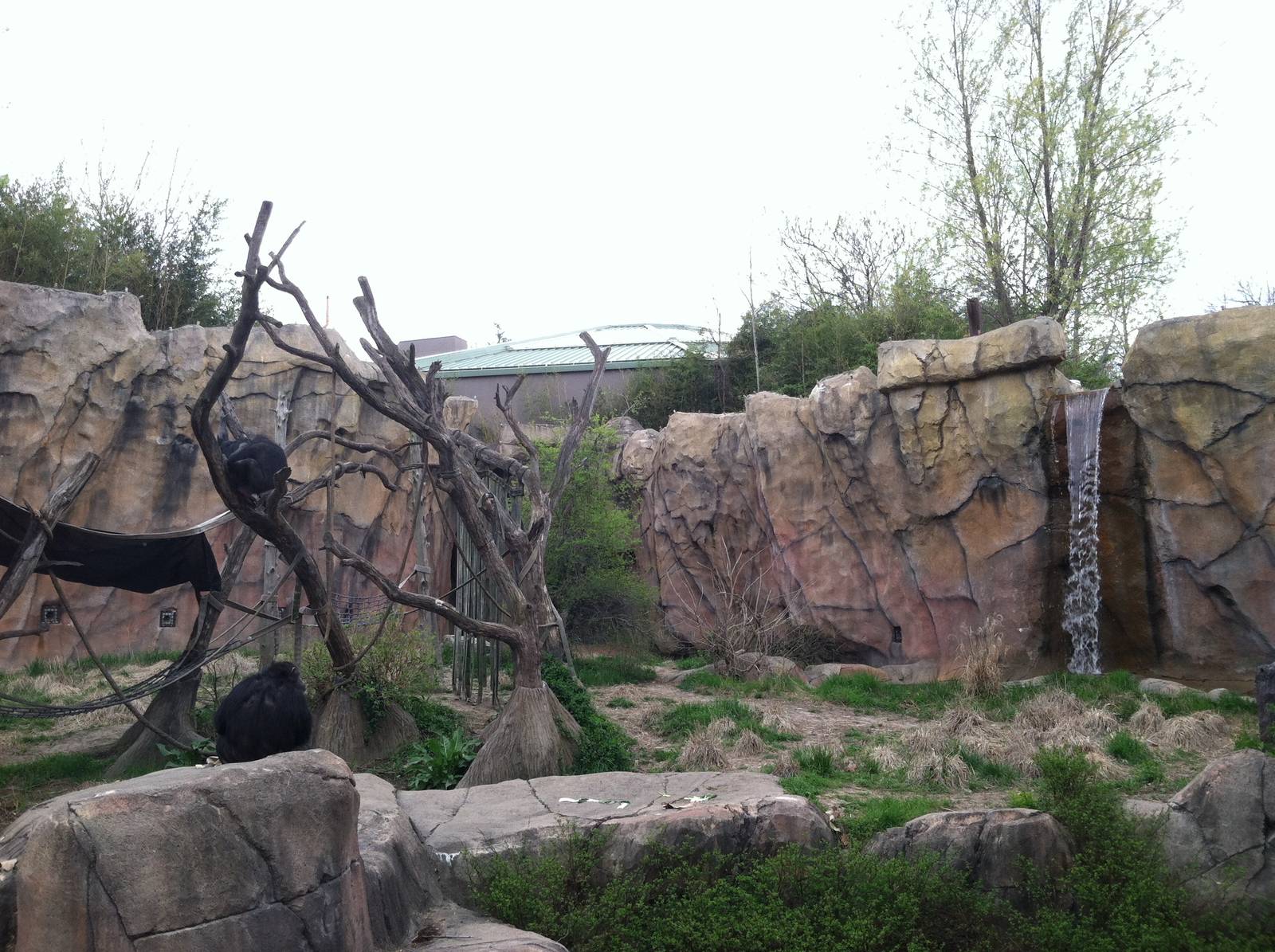Saint Louis Zoo: Fragile Forest