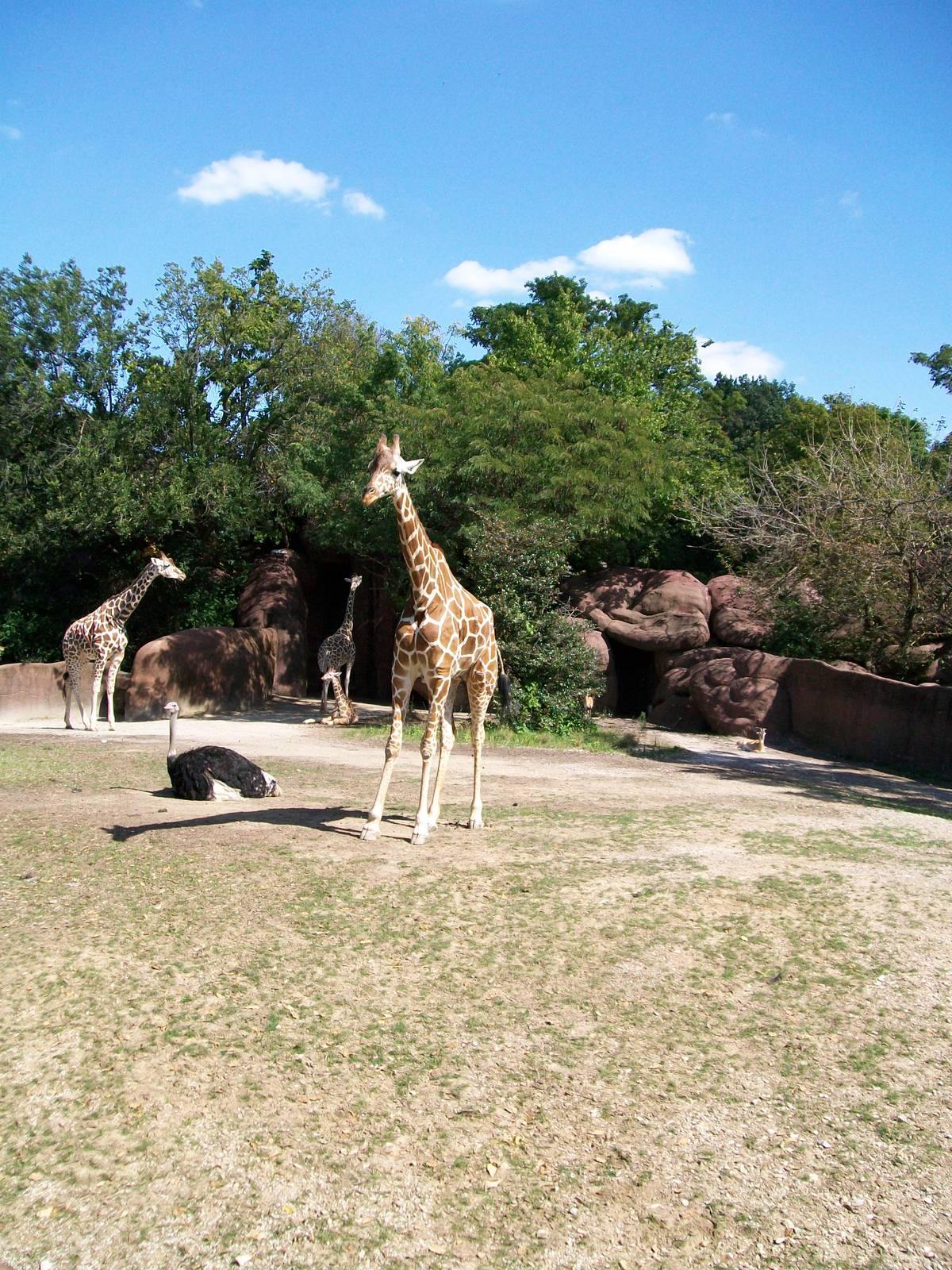 Saint Louis Zoo/October 2008