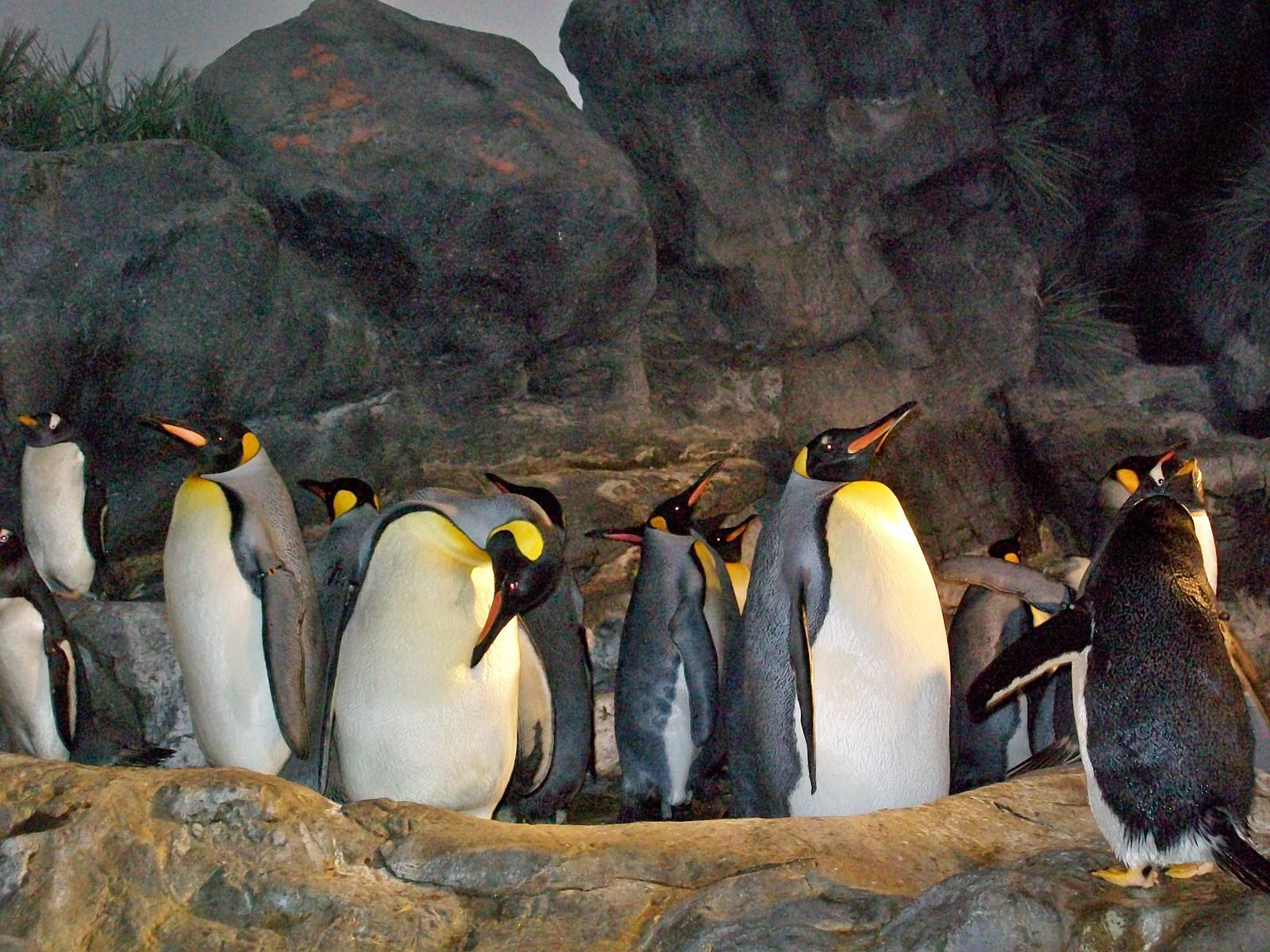 Saint Louis Zoo/October 2008