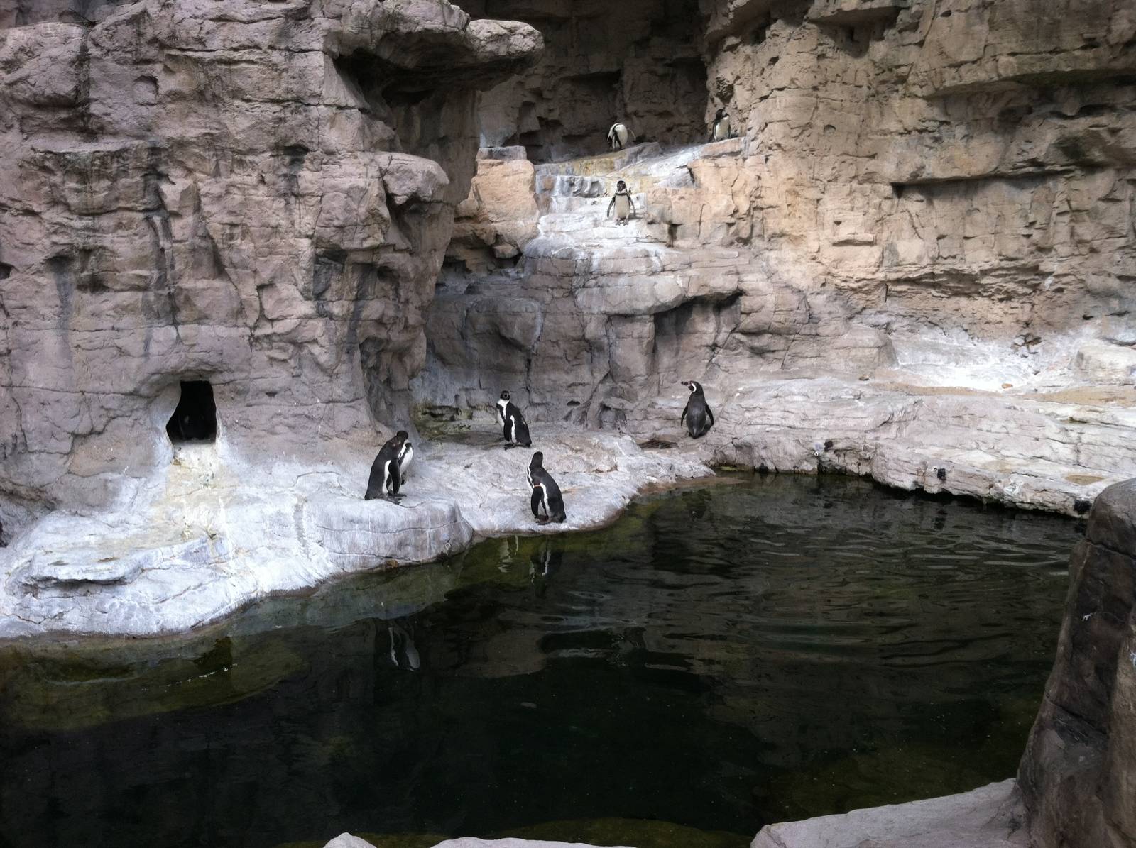 Saint Louis Zoo: Penguin/Puffin Coast