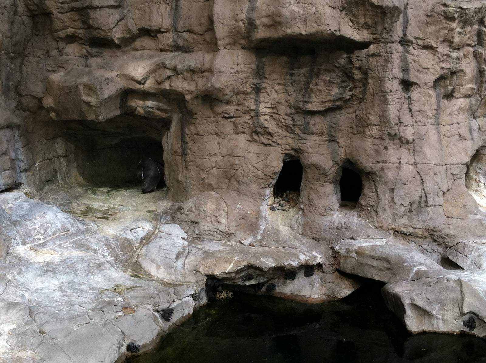 Saint Louis Zoo: Penguin/Puffin Coast