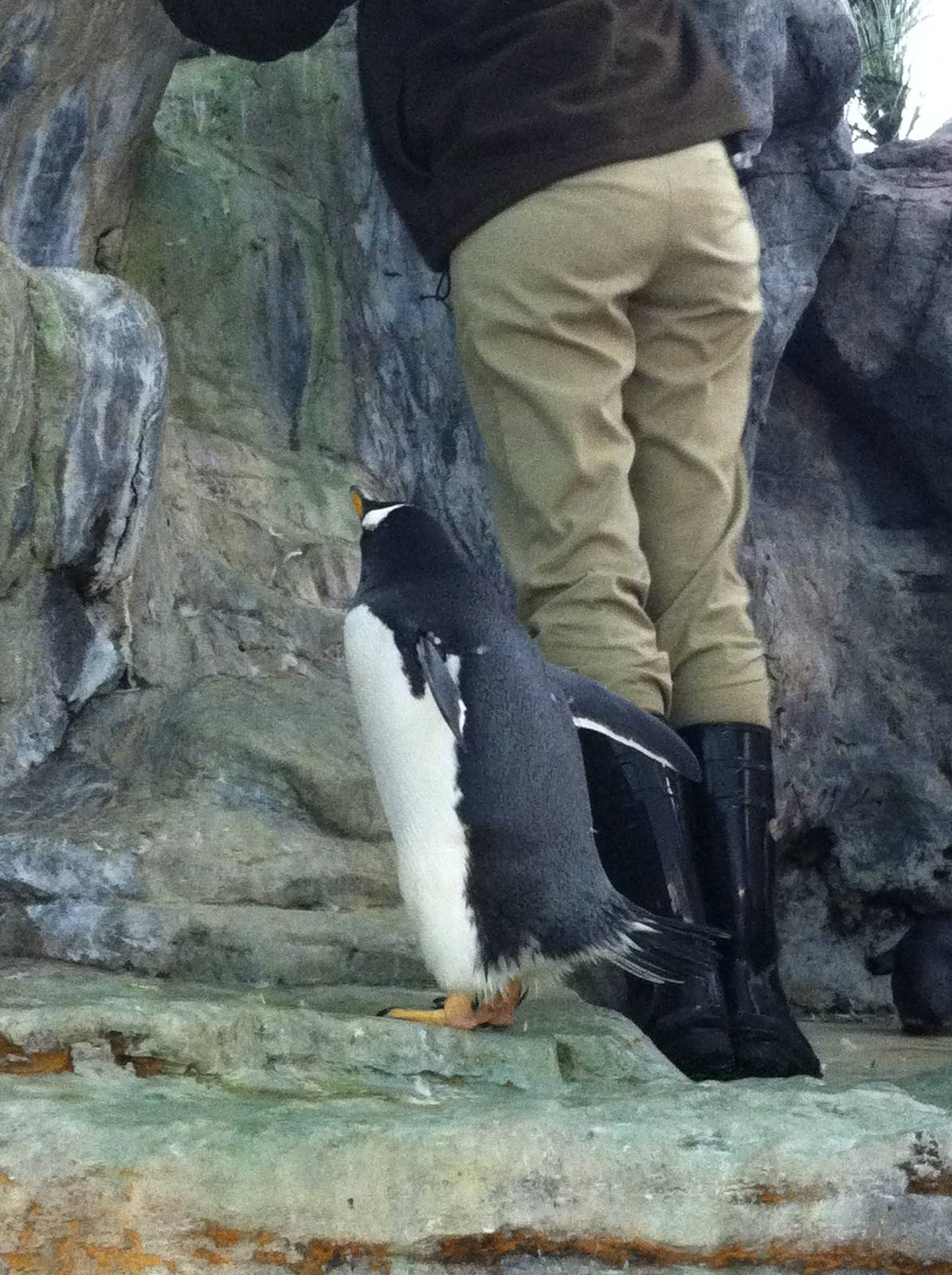 Saint Louis Zoo: Penguin/Puffin Coast