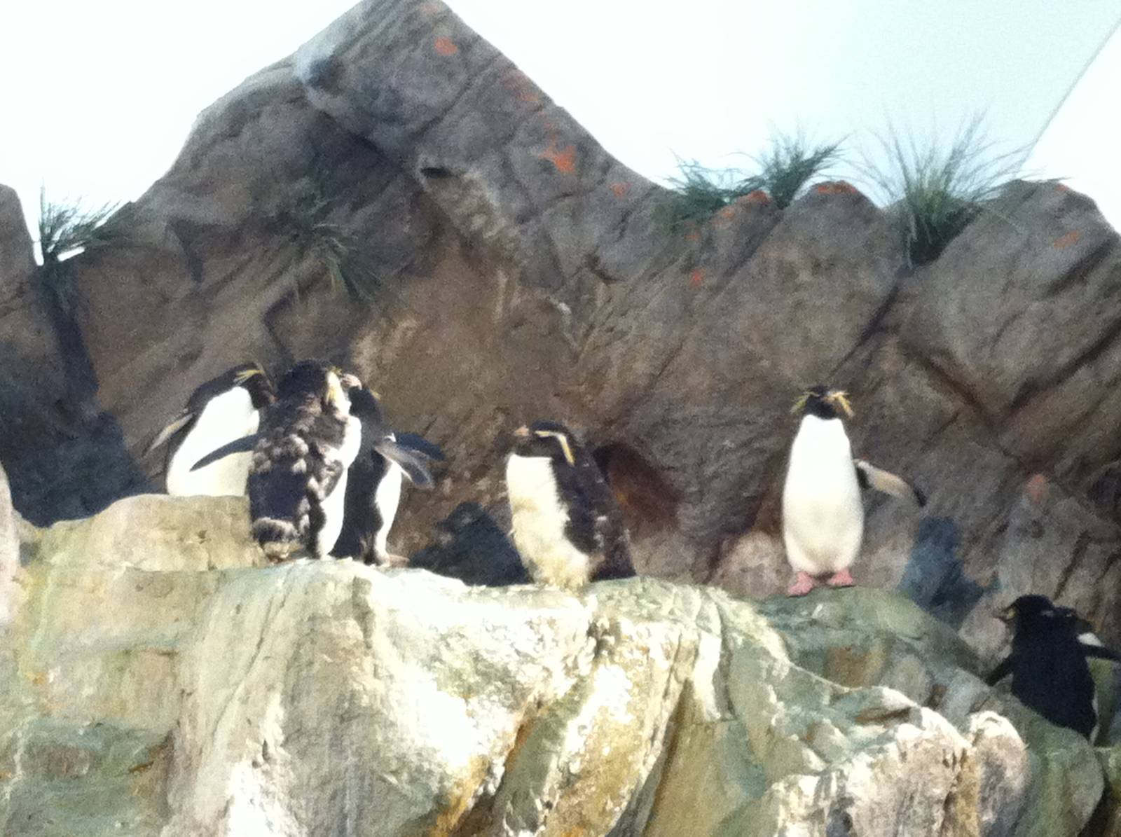 Saint Louis Zoo: Penguin/Puffin Coast