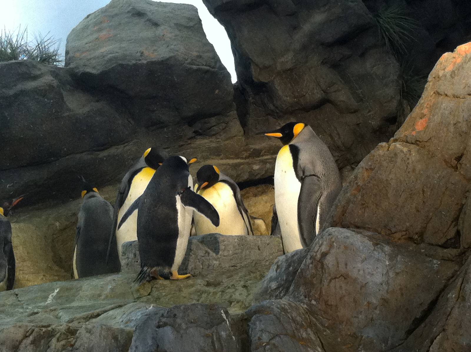 Saint Louis Zoo: Penguin/Puffin Coast