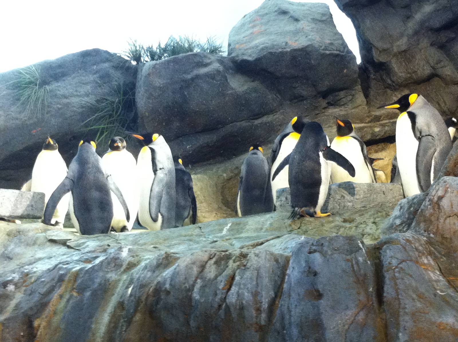 Saint Louis Zoo: Penguin/Puffin Coast