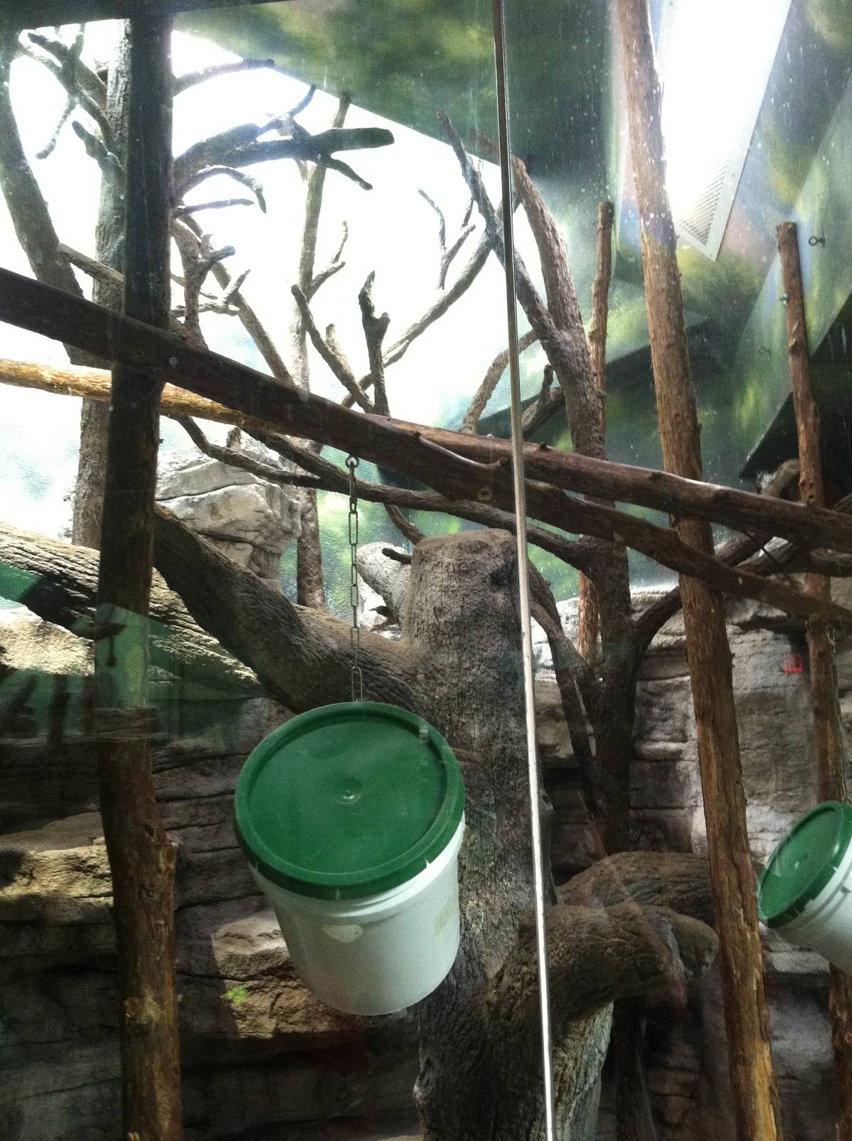 Saint Louis Zoo: Primate House