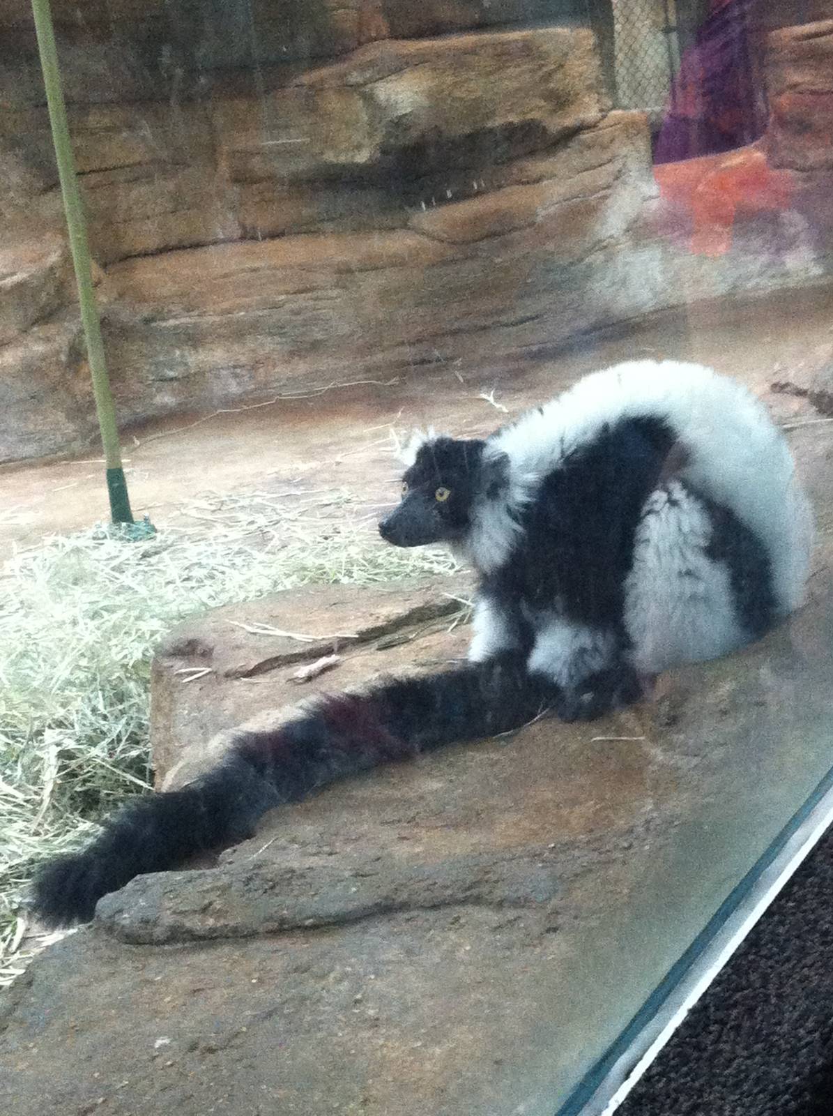 Saint Louis Zoo: Primate House