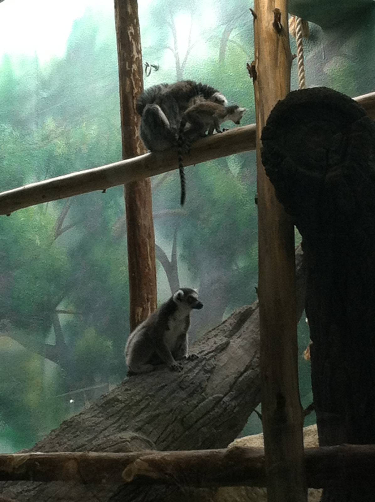 Saint Louis Zoo: Primate House