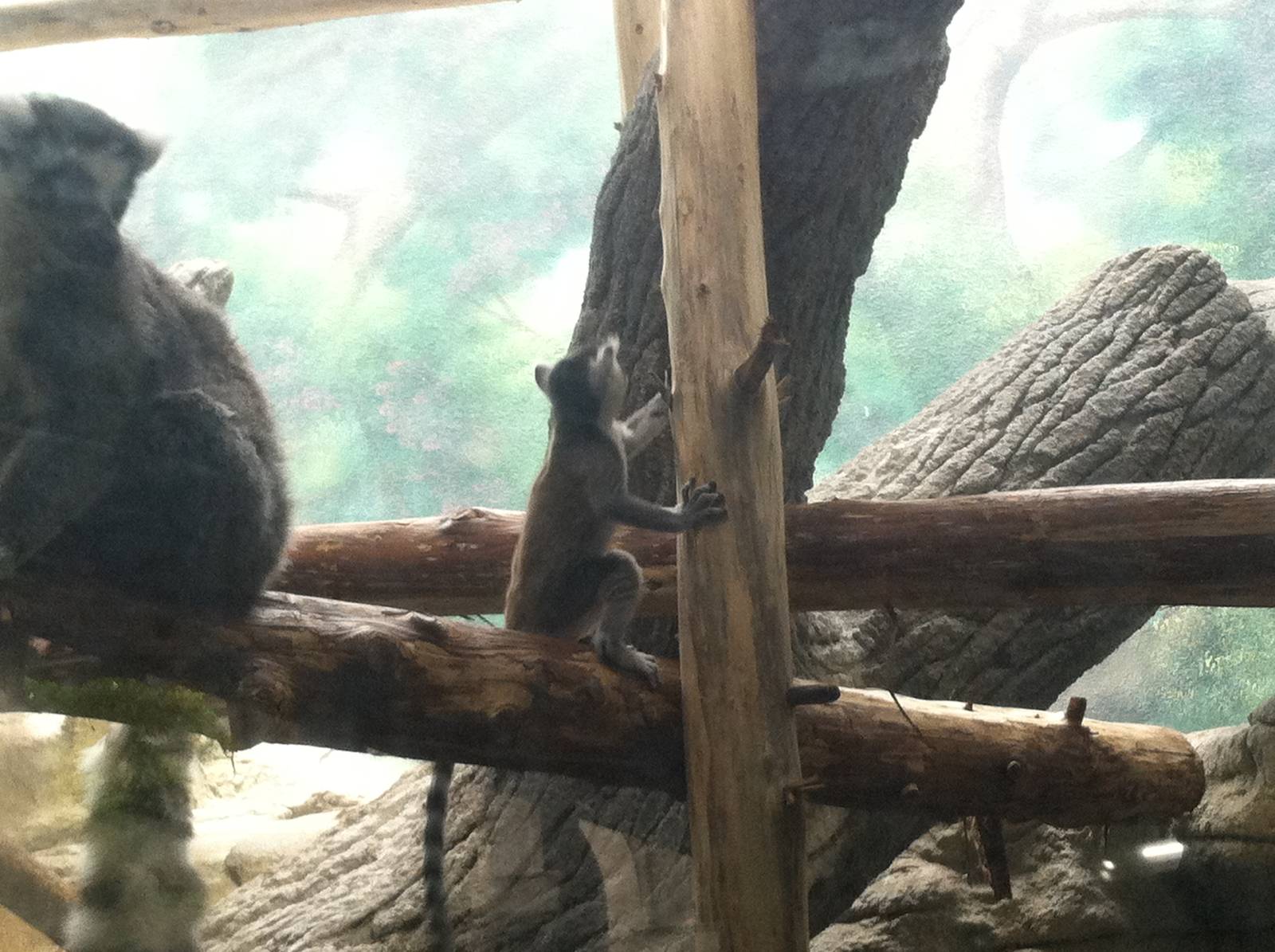 Saint Louis Zoo: Primate House