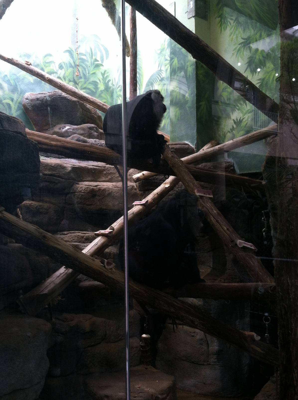 Saint Louis Zoo: Primate House