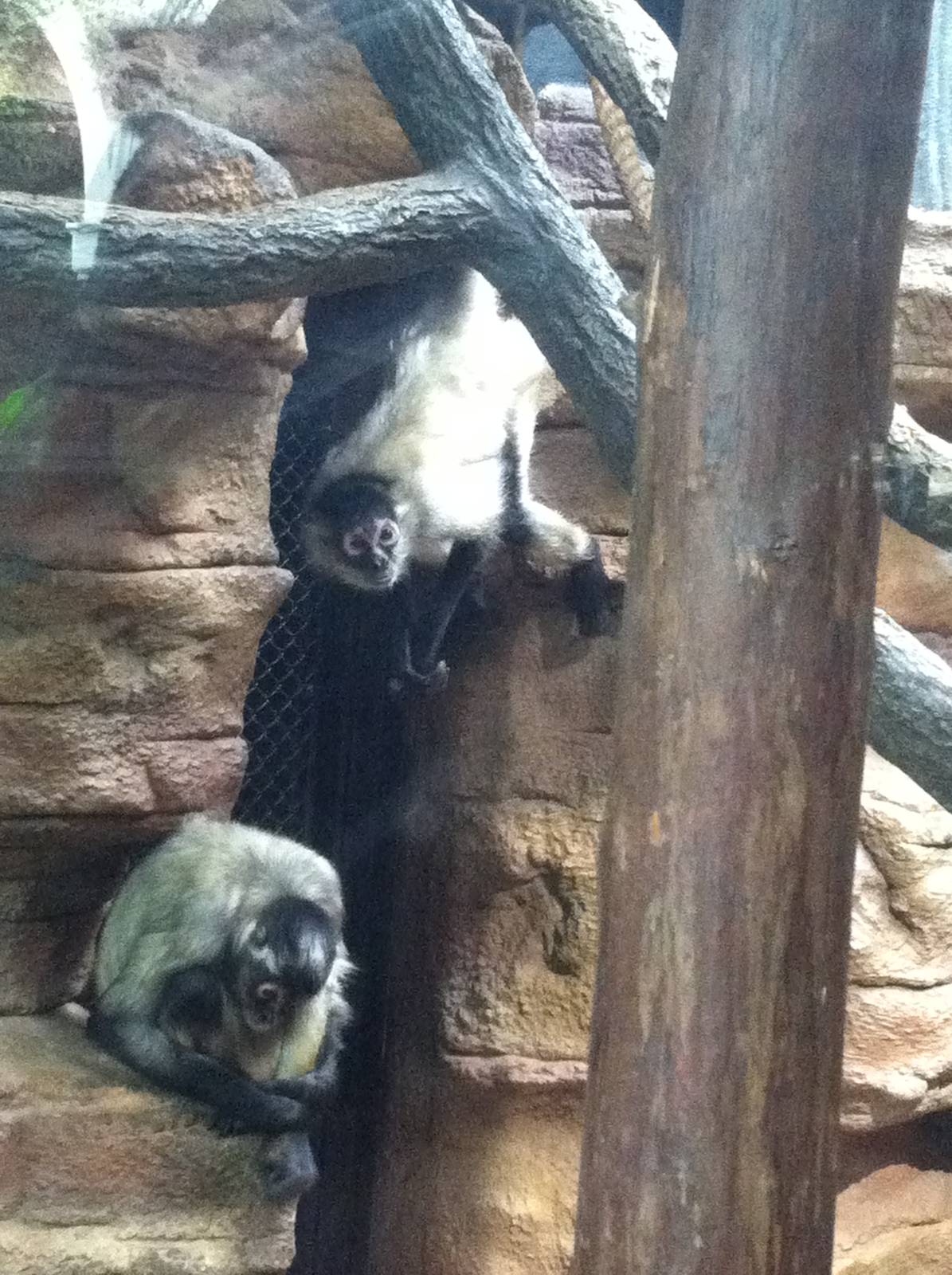 Saint Louis Zoo: Primate House