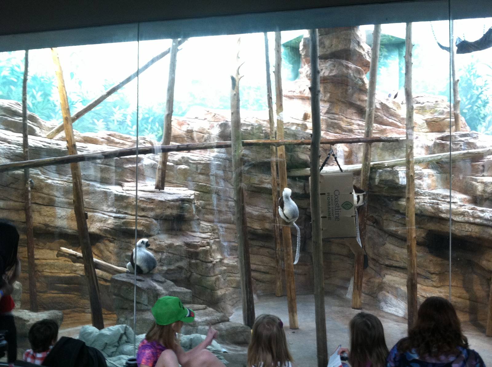 Saint Louis Zoo: Primate House