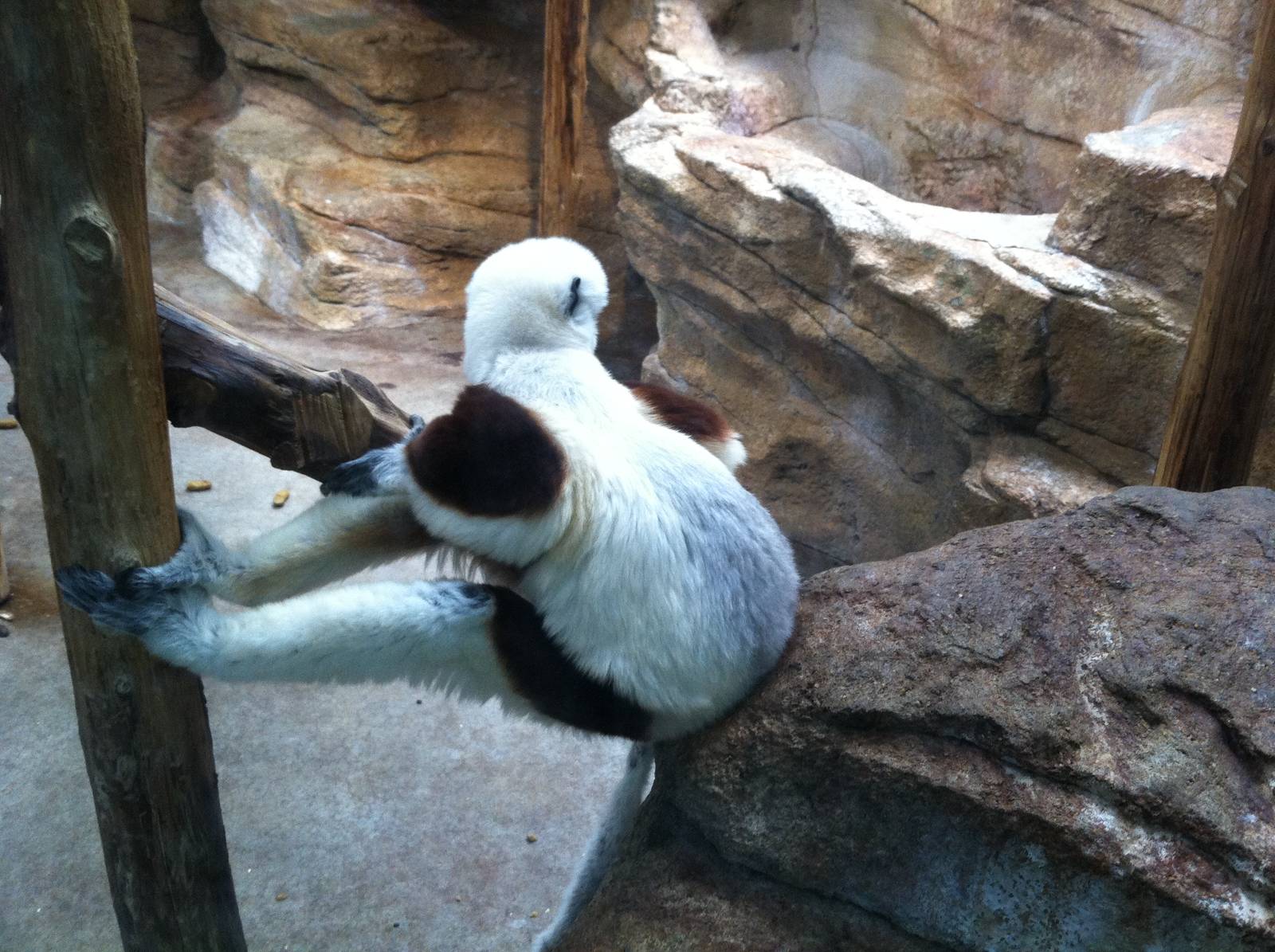 Saint Louis Zoo: Primate House