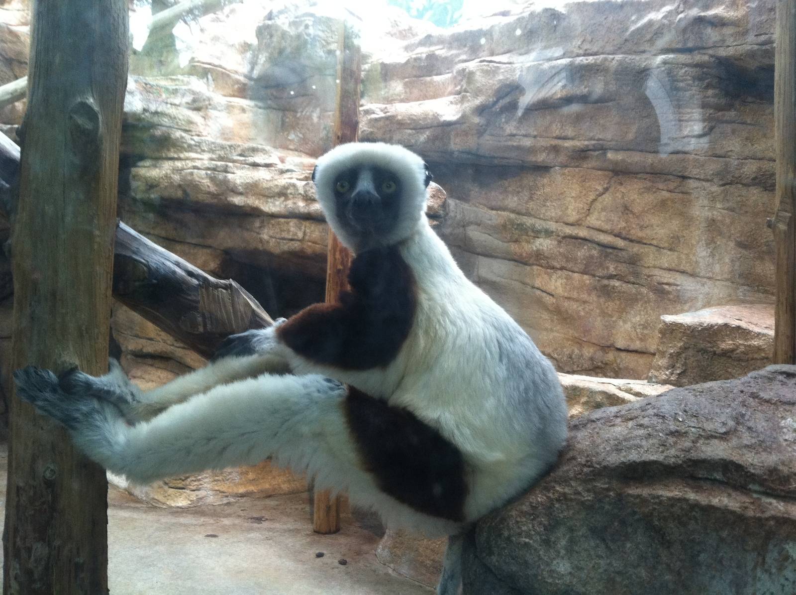 Saint Louis Zoo: Primate House