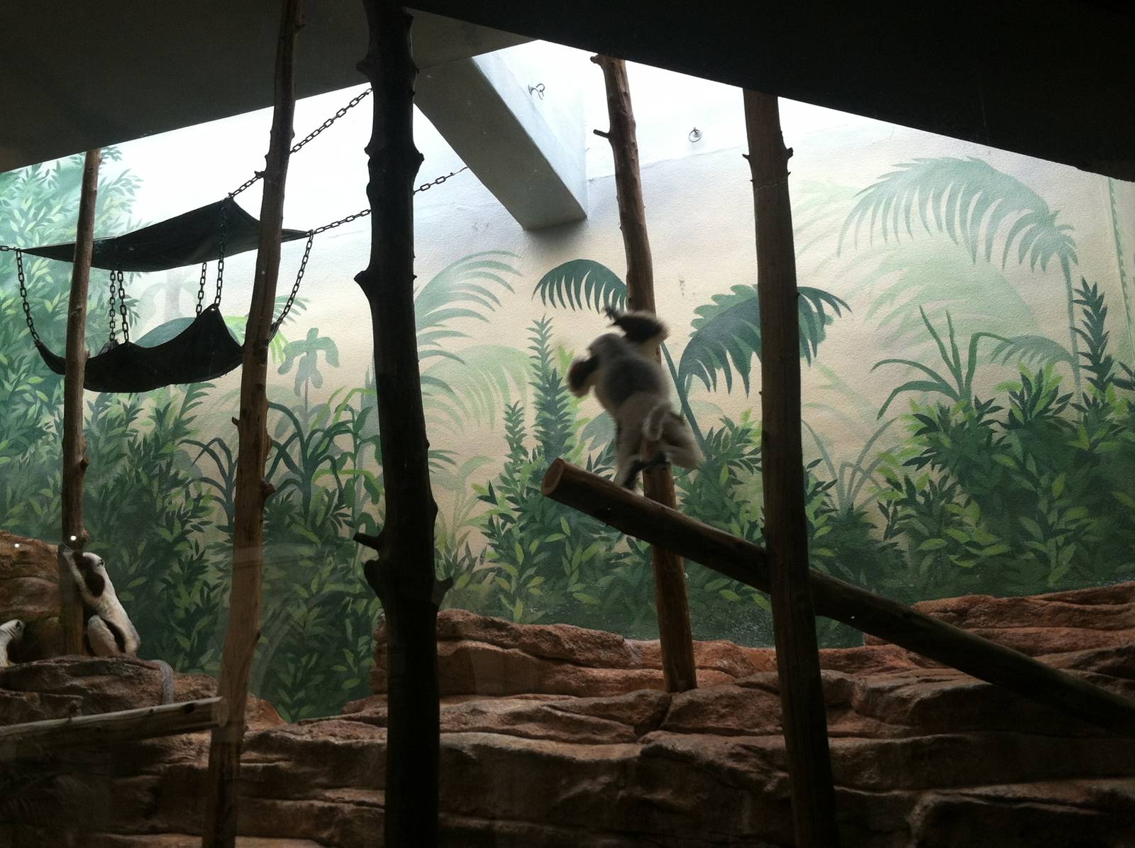 Saint Louis Zoo: Primate House