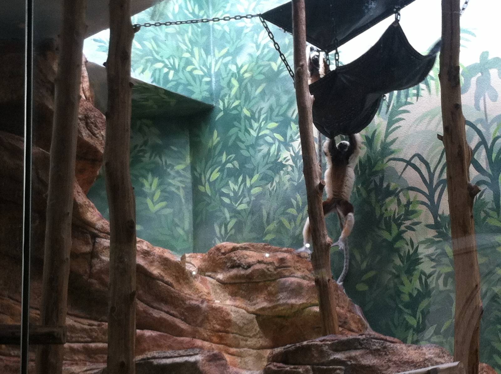 Saint Louis Zoo: Primate House