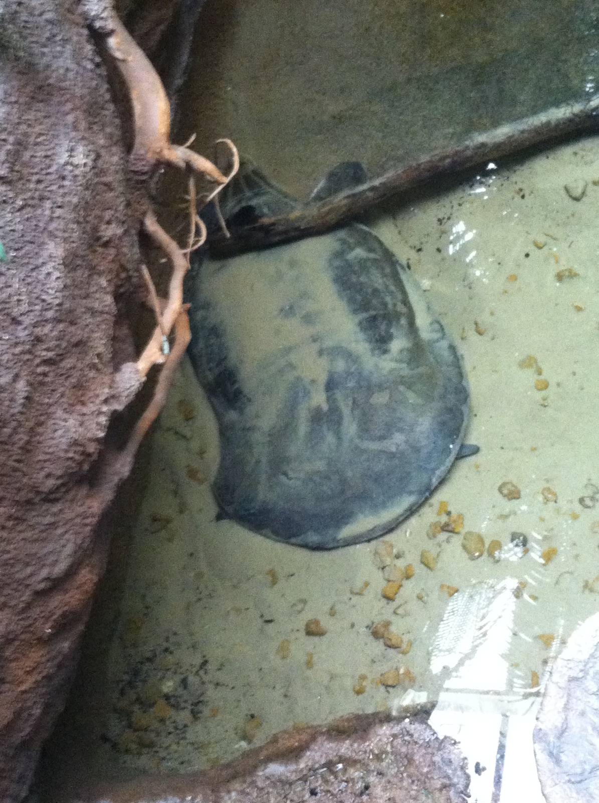 Saint Louis Zoo: Reptile House