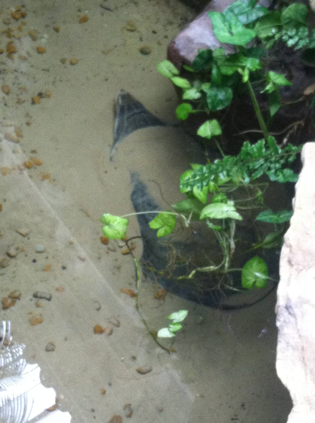 Saint Louis Zoo: Reptile House