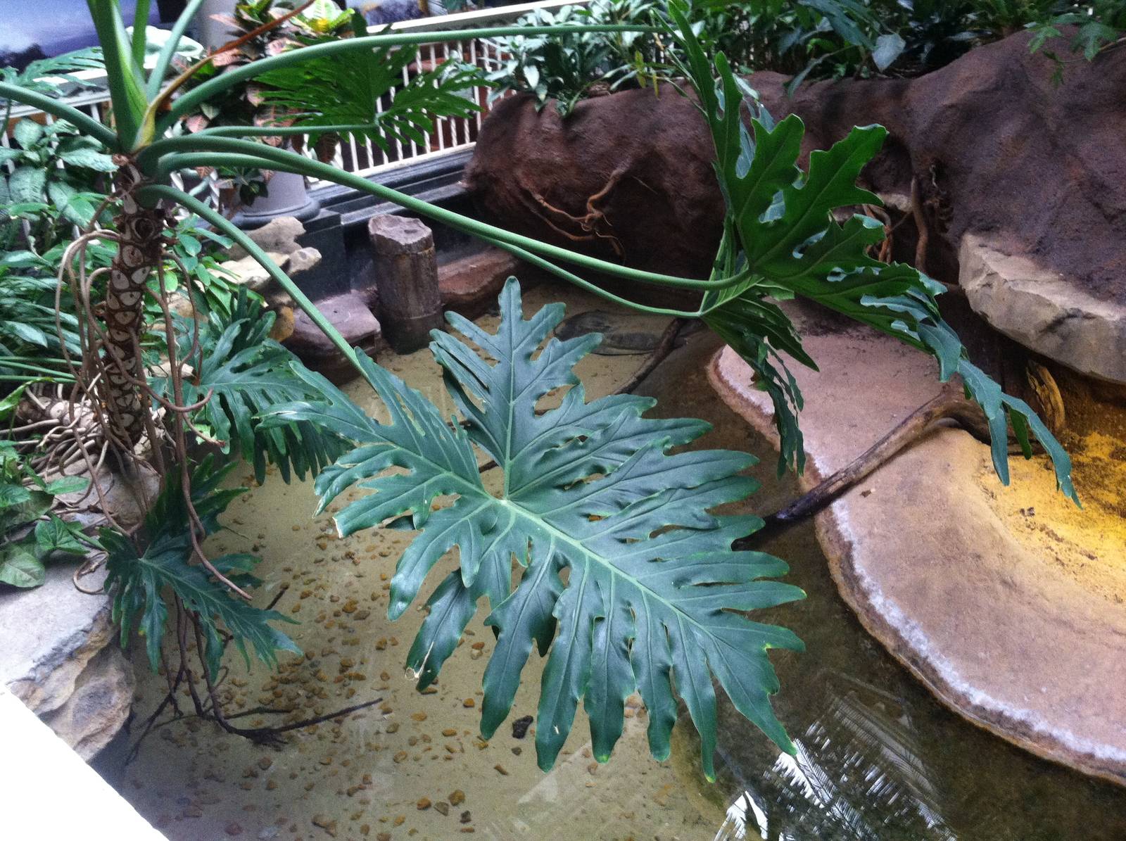 Saint Louis Zoo: Reptile House