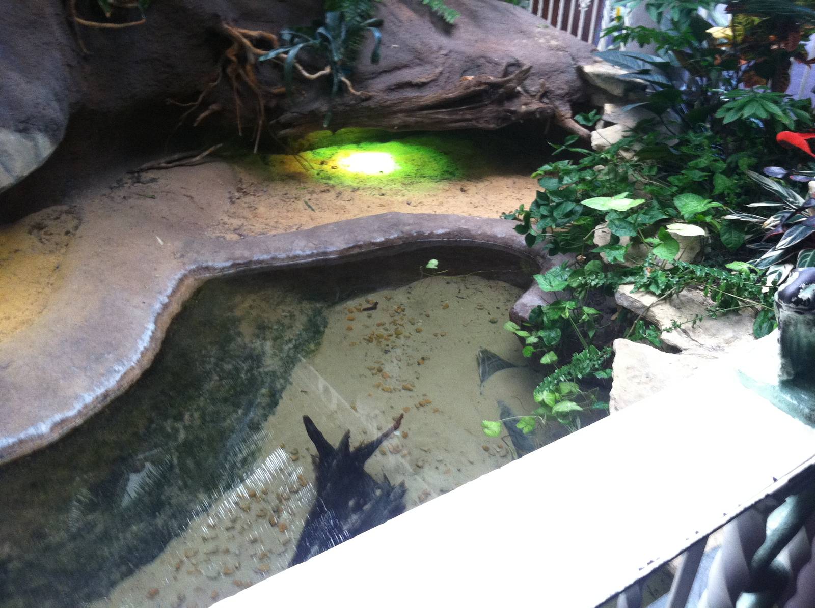 Saint Louis Zoo: Reptile House