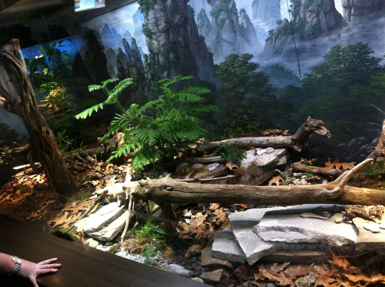 Saint Louis Zoo: Reptile House