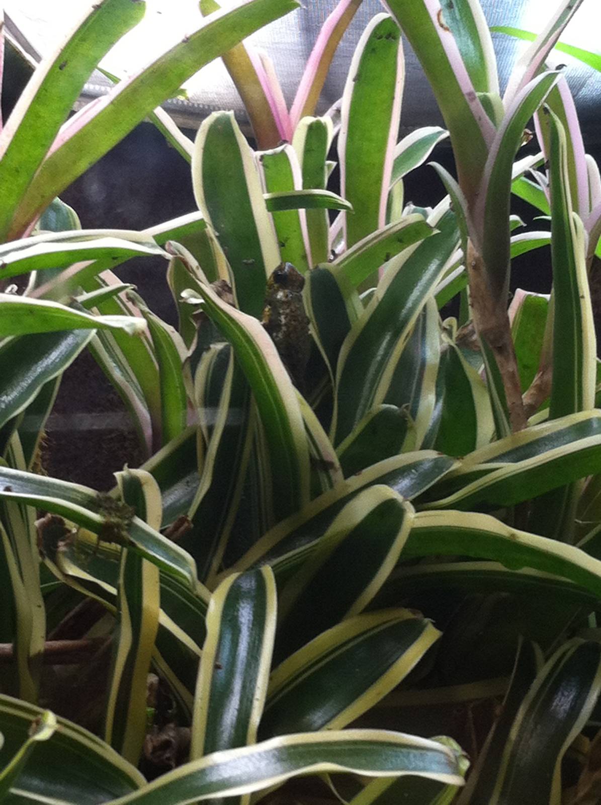 Saint Louis Zoo: Reptile House