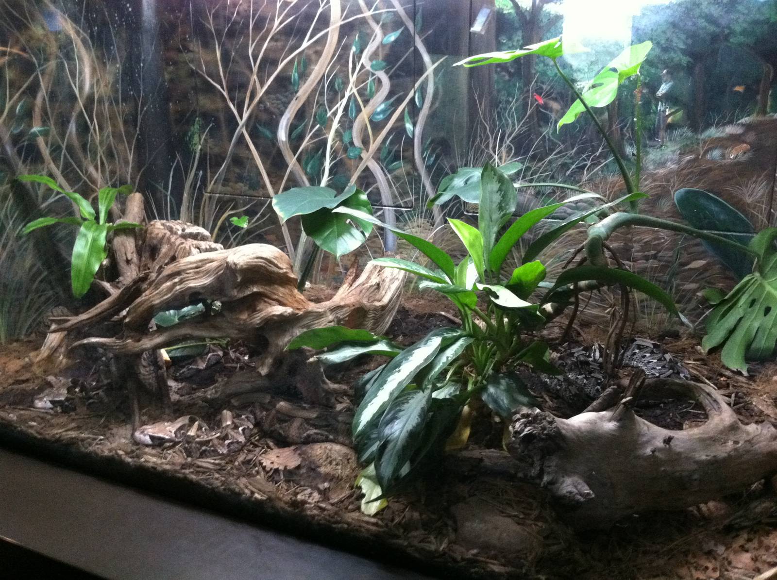 Saint Louis Zoo: Reptile House