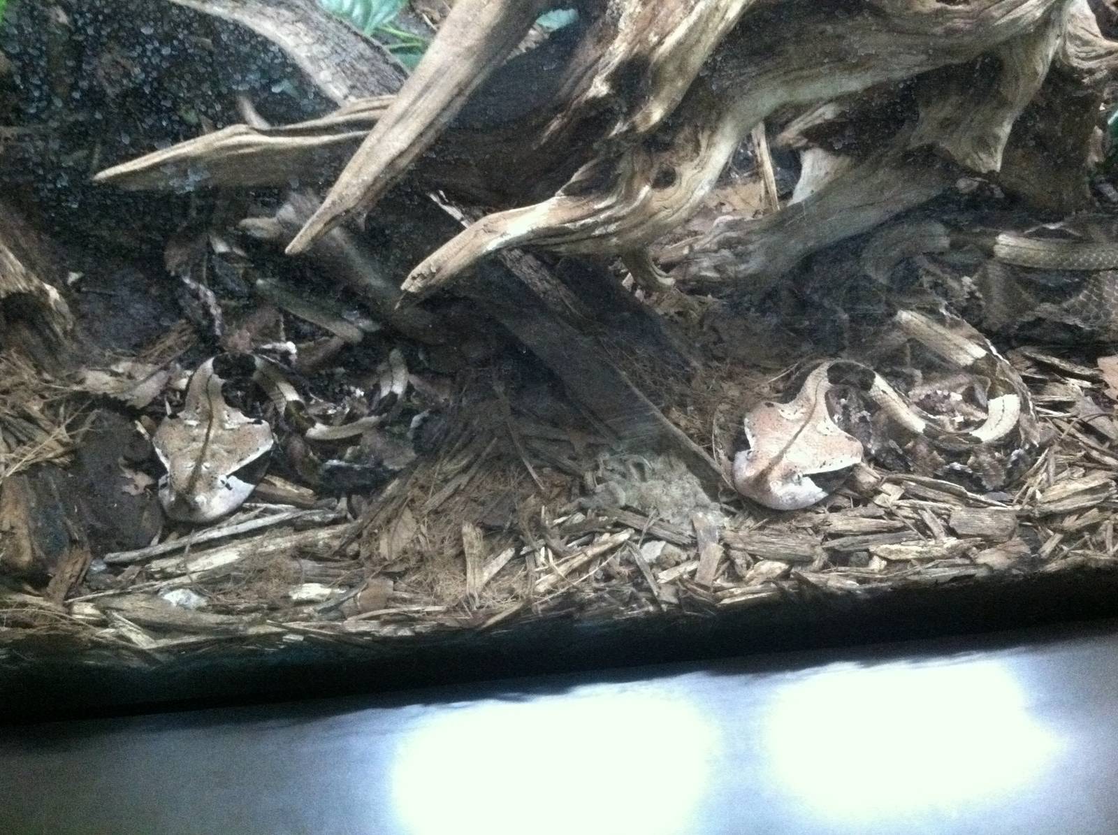 Saint Louis Zoo: Reptile House