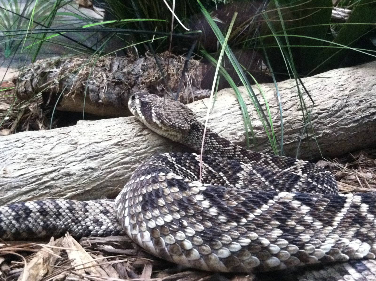 Saint Louis Zoo: Reptile House