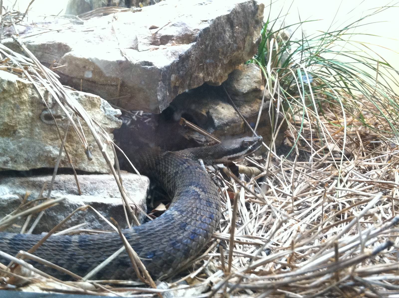 Saint Louis Zoo: Reptile House
