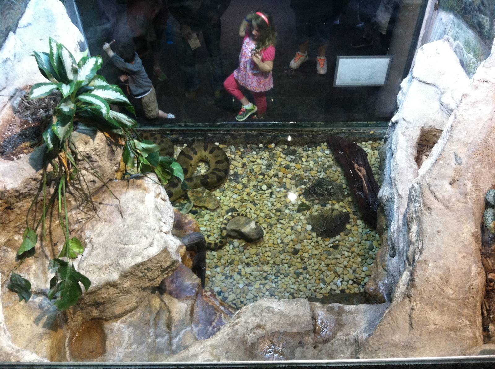 Saint Louis Zoo: Reptile House