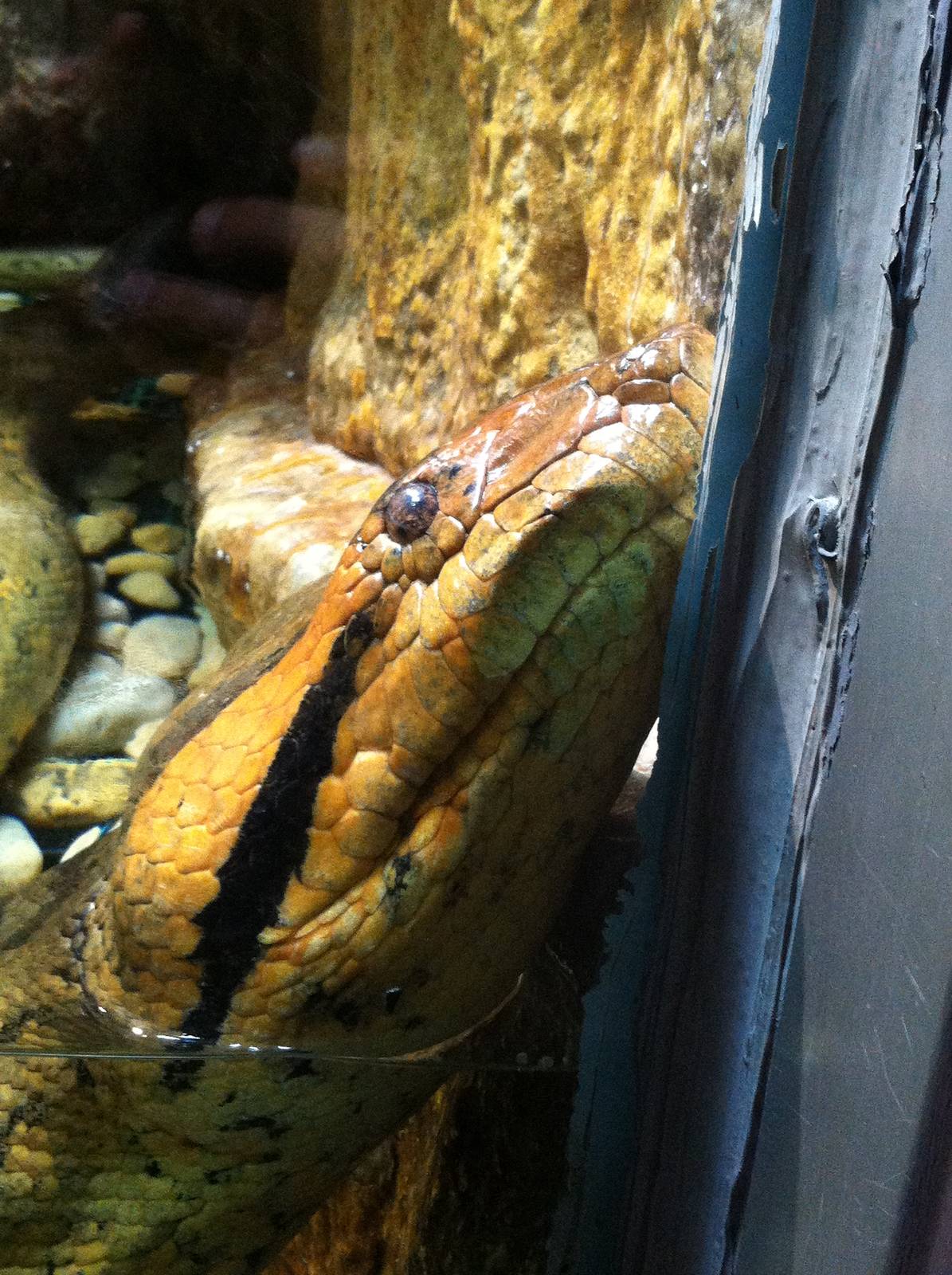 Saint Louis Zoo: Reptile House