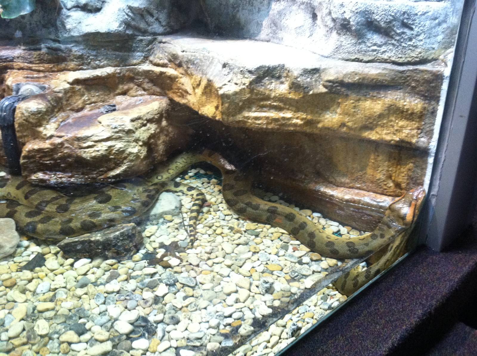 Saint Louis Zoo: Reptile House