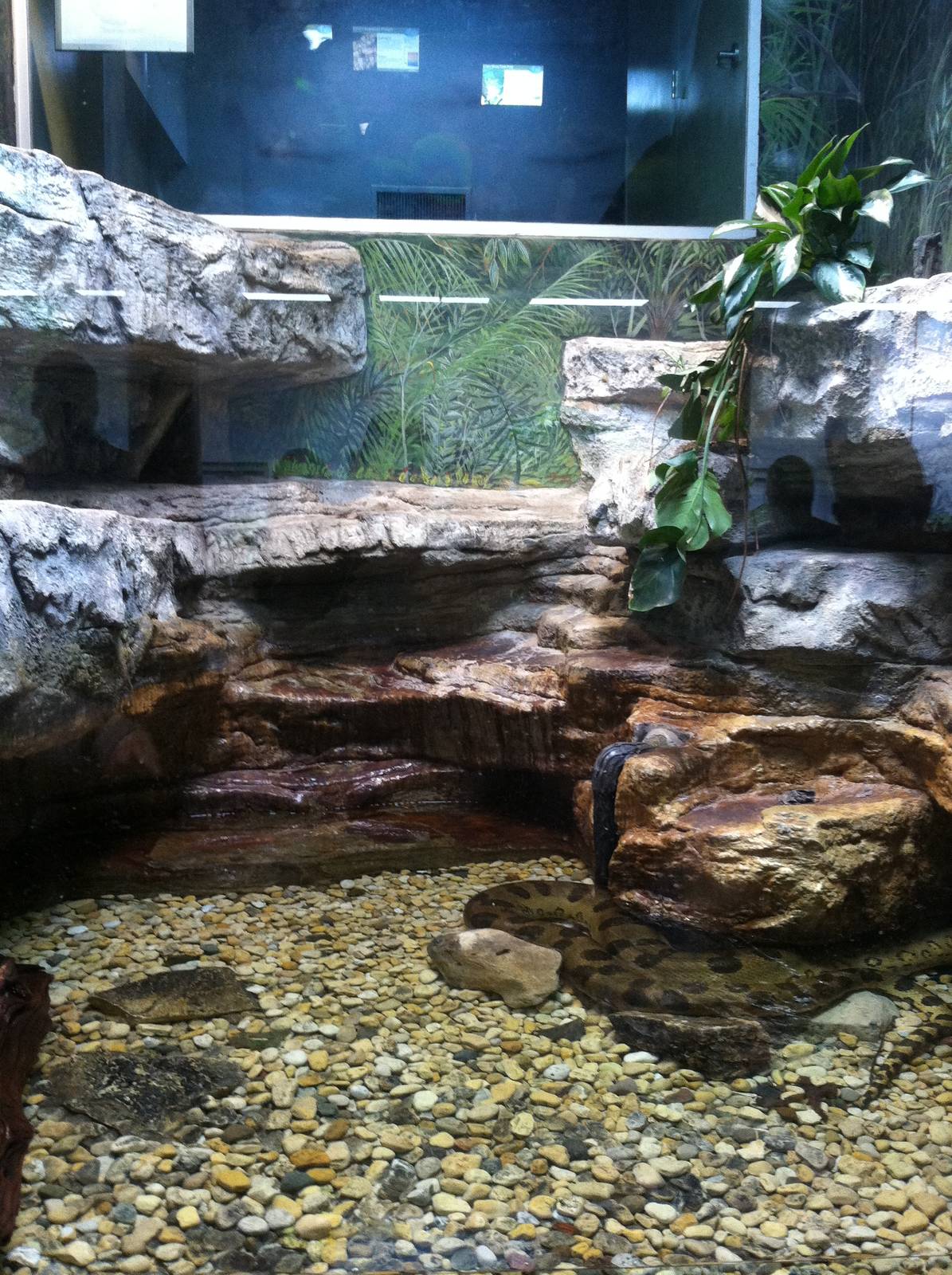 Saint Louis Zoo: Reptile House