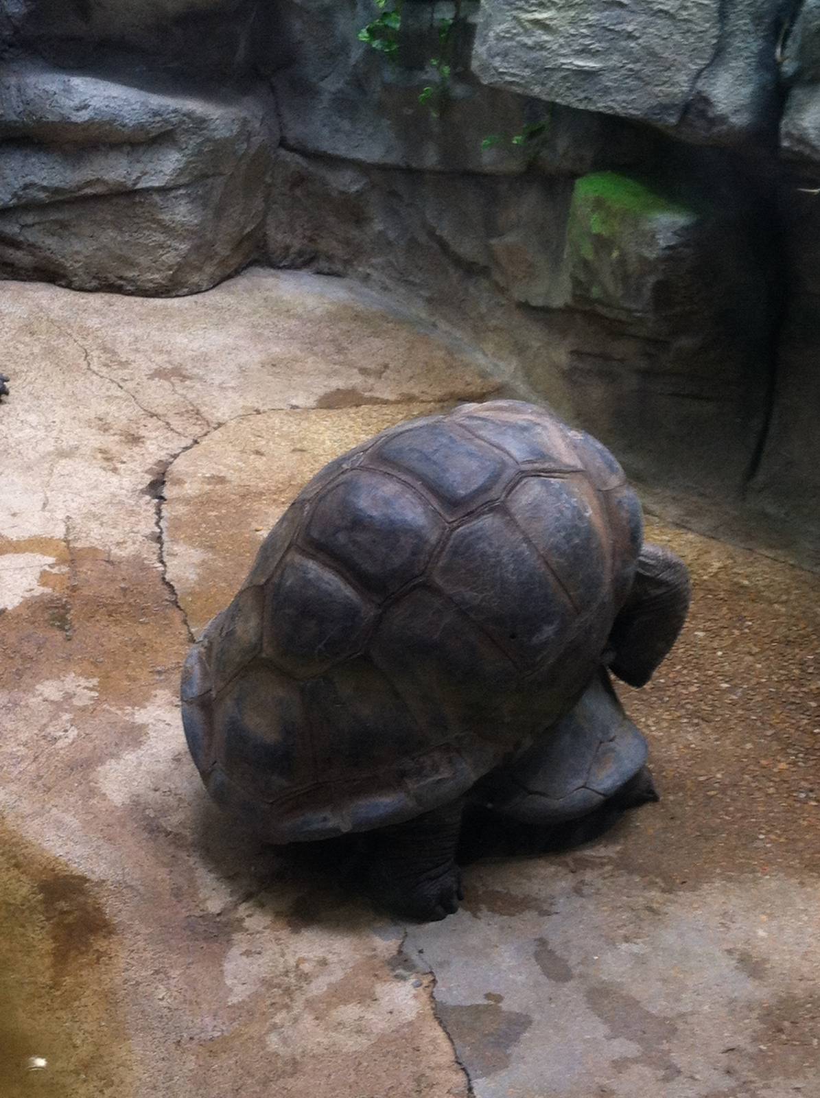 Saint Louis Zoo: Reptile House