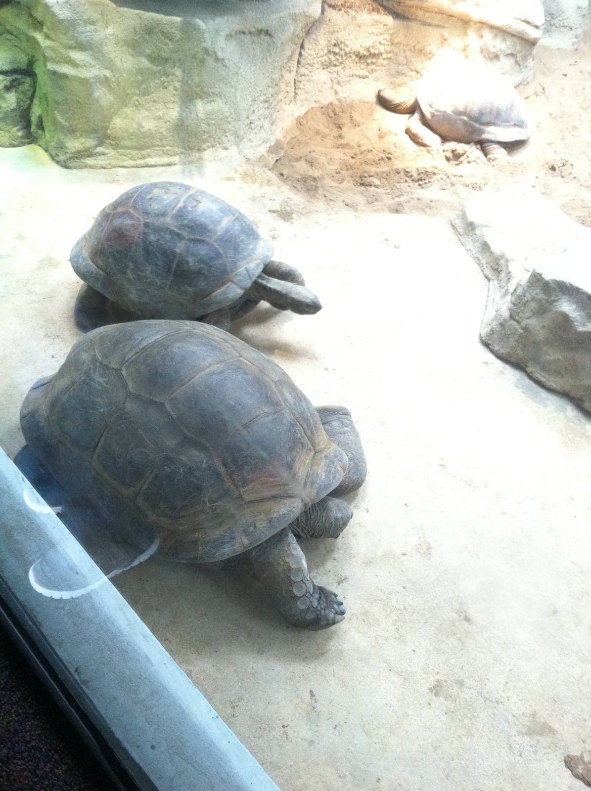 Saint Louis Zoo: Reptile House