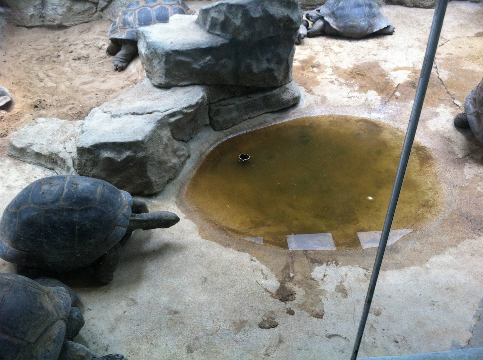 Saint Louis Zoo: Reptile House