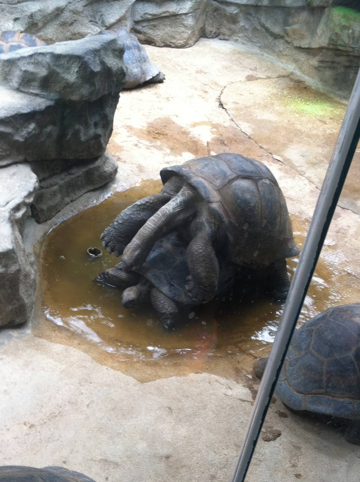 Saint Louis Zoo: Reptile House