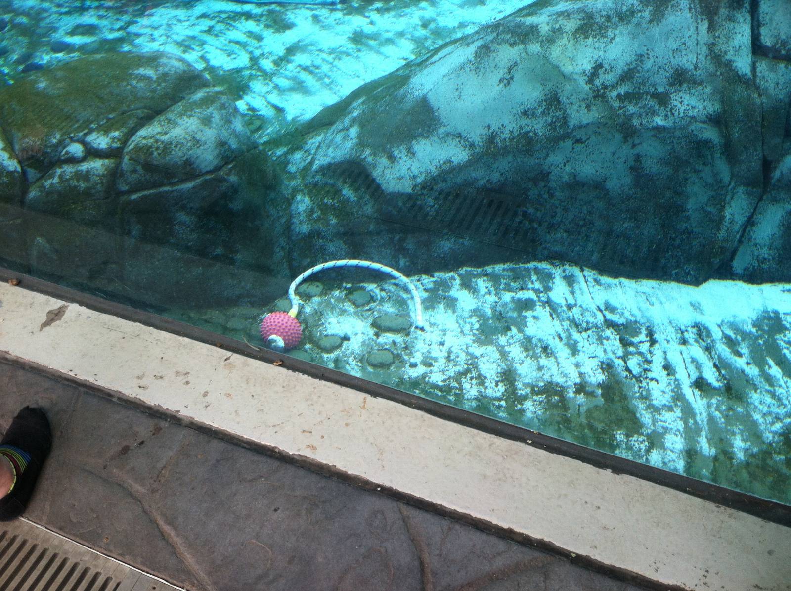 Saint Louis Zoo: Sea Lion Sound