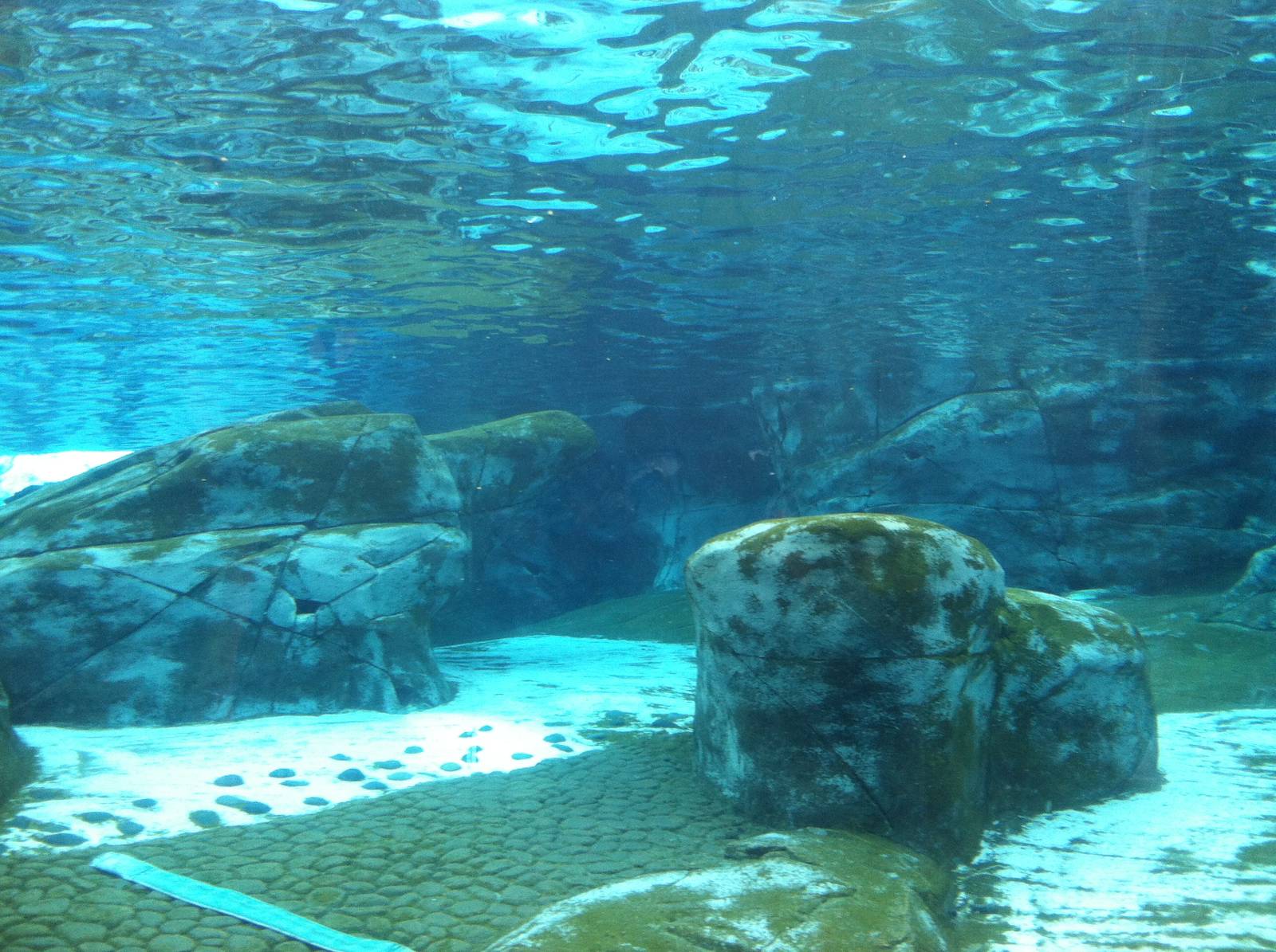 Saint Louis Zoo: Sea Lion Sound